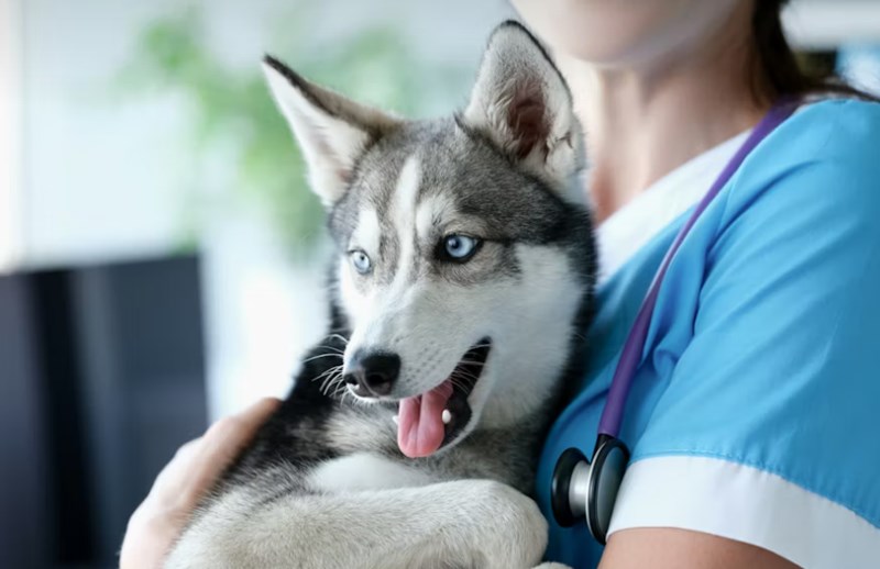 강아지 기침의 원인과 해결법: 건강한 반려견 생활 12 강아지 기침의 원인과 해결법: 건강한 반려견 생활 11