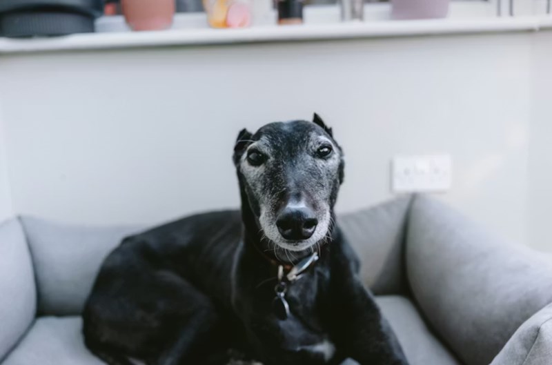 강아지 기침의 원인과 해결법: 건강한 반려견 생활 16 강아지 기침의 원인과 해결법: 건강한 반려견 생활 15