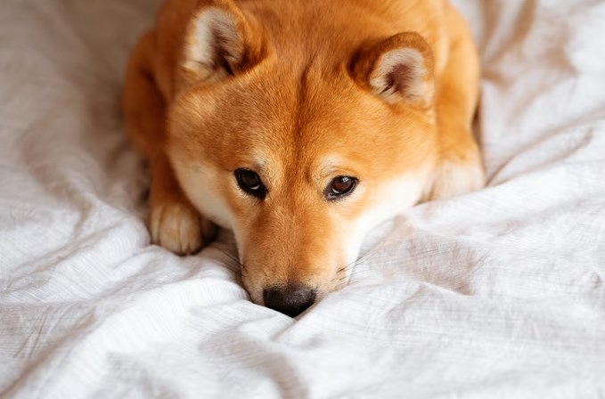 도지코인과 함께하는 실망매물 현상 8 도지코인과 함께하는 실망매물 현상 7