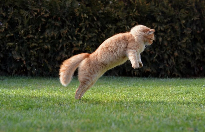 데드 캣 바운스(Dead cat bounce)의 효과적인 활용 방법과 전략 8 데드 캣 바운스(Dead cat bounce)의 효과적인 활용 방법과 전략 7