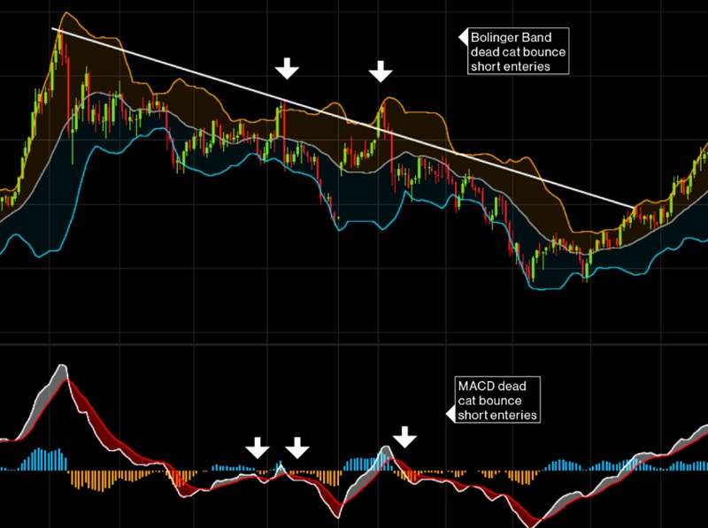 데드 캣 바운스(Dead cat bounce)의 효과적인 활용 방법과 전략 12 데드 캣 바운스(Dead cat bounce)의 효과적인 활용 방법과 전략 11