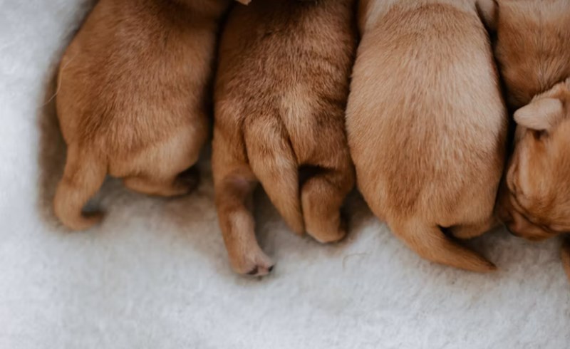 강아지 항문낭 짜는 방법과 시기 알아보기 8 강아지 항문낭 짜는 방법과 시기 알아보기 7