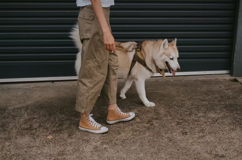 강아지 항문낭 짜는 방법과 시기 알아보기 12 강아지 항문낭 짜는 방법과 시기 알아보기 11