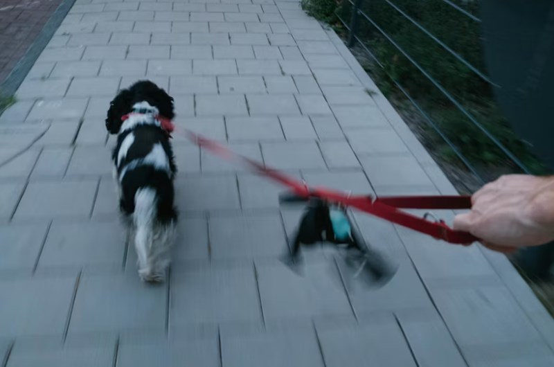 강아지 항문낭 짜는 방법과 시기 알아보기 20 강아지 항문낭 짜는 방법과 시기 알아보기 19