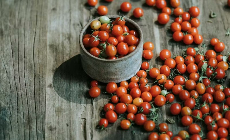 강아지 방울토마토 급여하기 방법과 주의사항 12 강아지 방울토마토 급여하기 방법과 주의사항 11