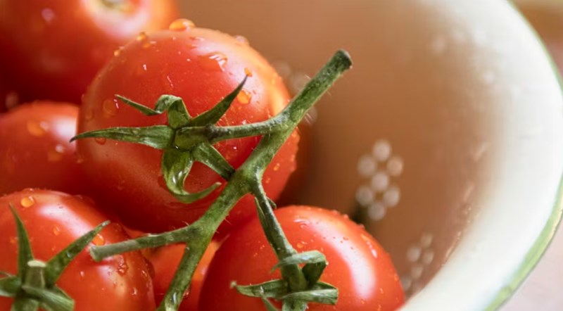 강아지 방울토마토 급여하기 방법과 주의사항 16 강아지 방울토마토 급여하기 방법과 주의사항 15