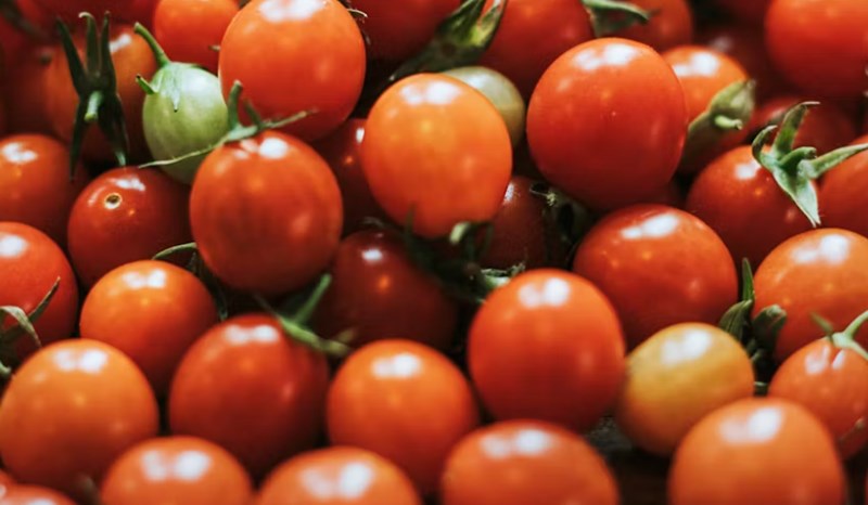 강아지 방울토마토 급여하기 방법과 주의사항 20 강아지 방울토마토 급여하기 방법과 주의사항 19