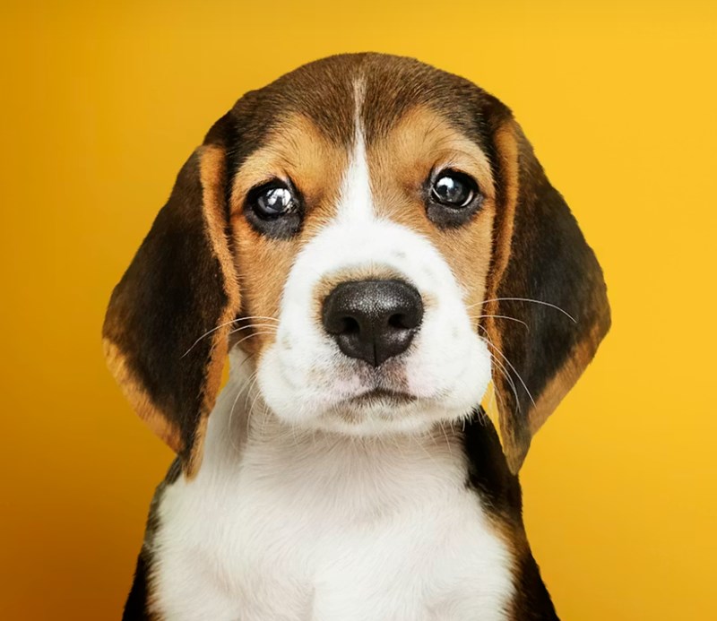 강아지 방울토마토 급여하기 방법과 주의사항 10 강아지 방울토마토 급여하기 방법과 주의사항 9