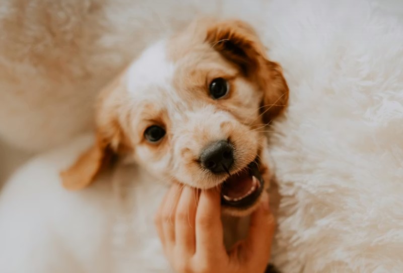강아지 방울토마토 급여하기 방법과 주의사항 14 강아지 방울토마토 급여하기 방법과 주의사항 13