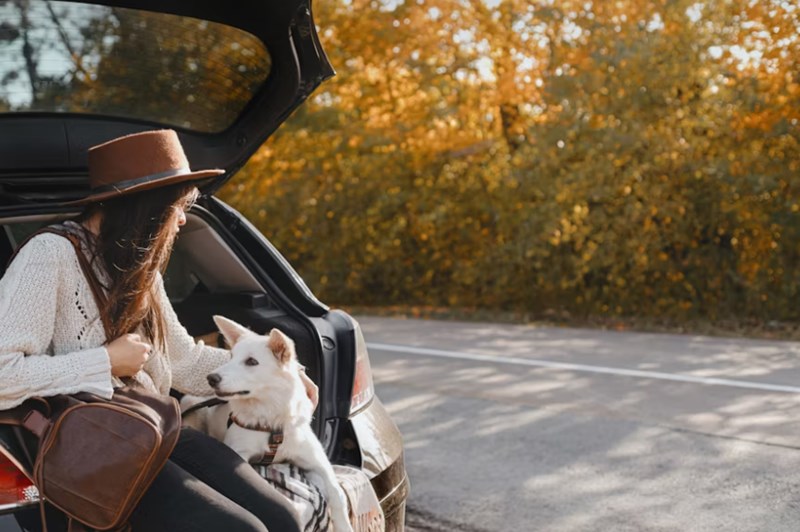 강아지 방울토마토 급여하기 방법과 주의사항 18 강아지 방울토마토 급여하기 방법과 주의사항 17