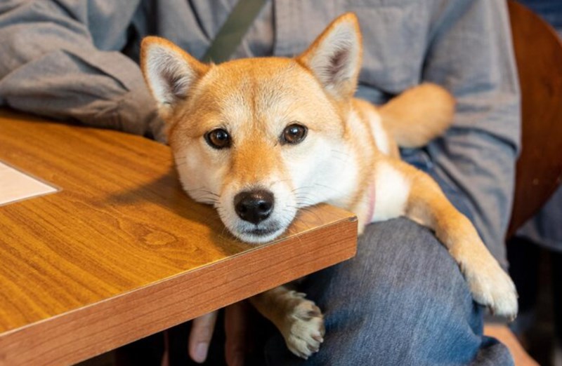 강아지 곶감 급여하는 방법 및 주의 사항 8 강아지 곶감 급여하는 방법 및 주의 사항 7