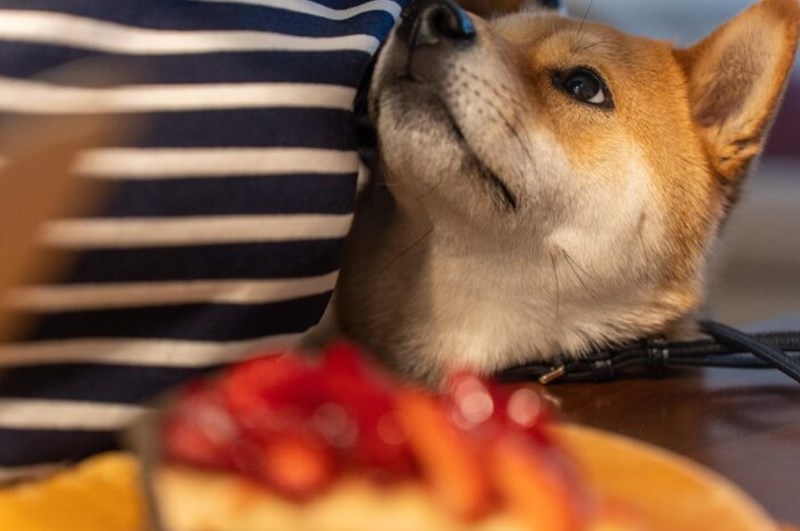 강아지 감 먹어도 되나요? 감이 강아지에게 미치는 영향과 주의사항 8 강아지 감 먹어도 되나요? 감이 강아지에게 미치는 영향과 주의사항 7