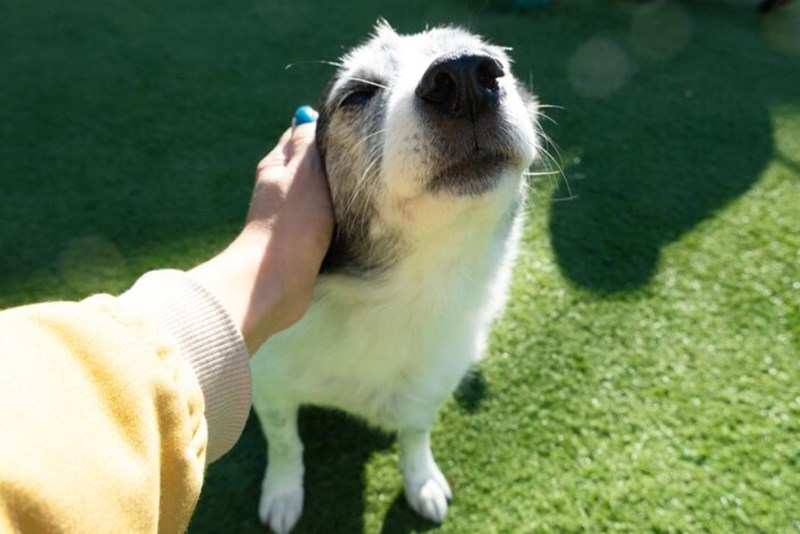 강아지 양배추 급여 시 주의 사항과 양배추의 효능 8 강아지 양배추 급여 시 주의 사항과 양배추의 효능 7