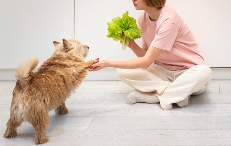 강아지 양배추 급여 시 주의 사항과 양배추의 효능 14 강아지 양배추 급여 시 주의 사항과 양배추의 효능 13