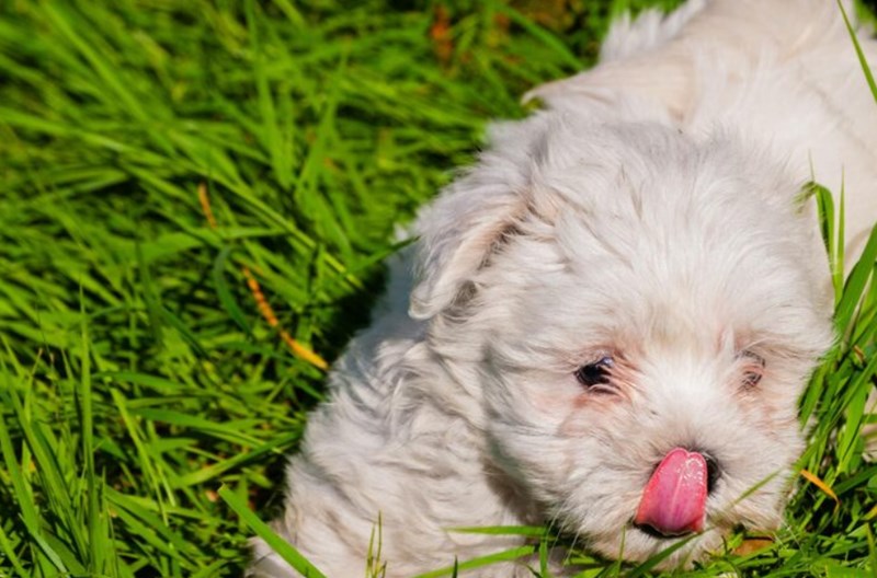 강아지 양배추 급여 시 주의 사항과 양배추의 효능 18 강아지 양배추 급여 시 주의 사항과 양배추의 효능 17