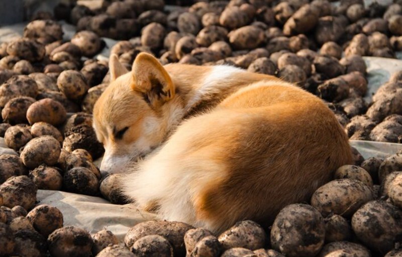 강아지에게 감자를 주는데 주의해야 할 점 163
