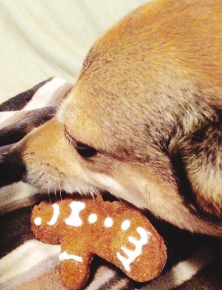 강아지 호두 주지 마세요 - 호두의 위험과 주의사항 18 강아지 호두 주지 마세요 - 호두의 위험과 주의사항 17