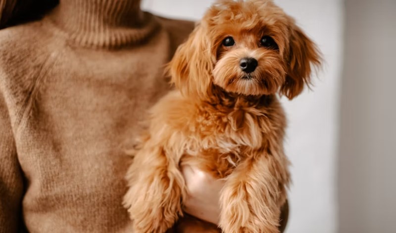 강아지 호두 주지 마세요 - 호두의 위험과 주의사항 8 강아지 호두 주지 마세요 - 호두의 위험과 주의사항 7