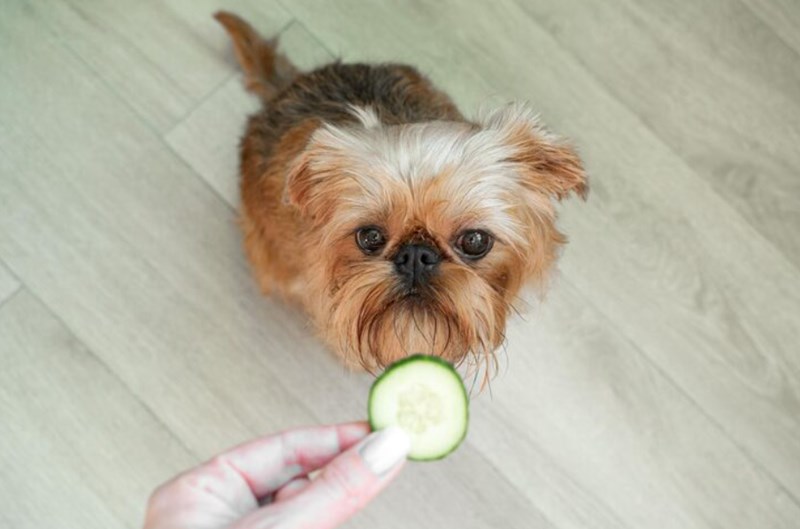 강아지 오이 급여 방법과 주의사항 - 건강한 급여 방법으로 알뜰하게! 211