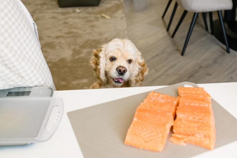 강아지 연어 급여, 효율적인 방법과 주의사항 191