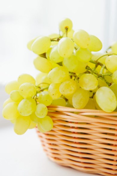 강아지 샤인머스켓 위험과 대처 방법 181