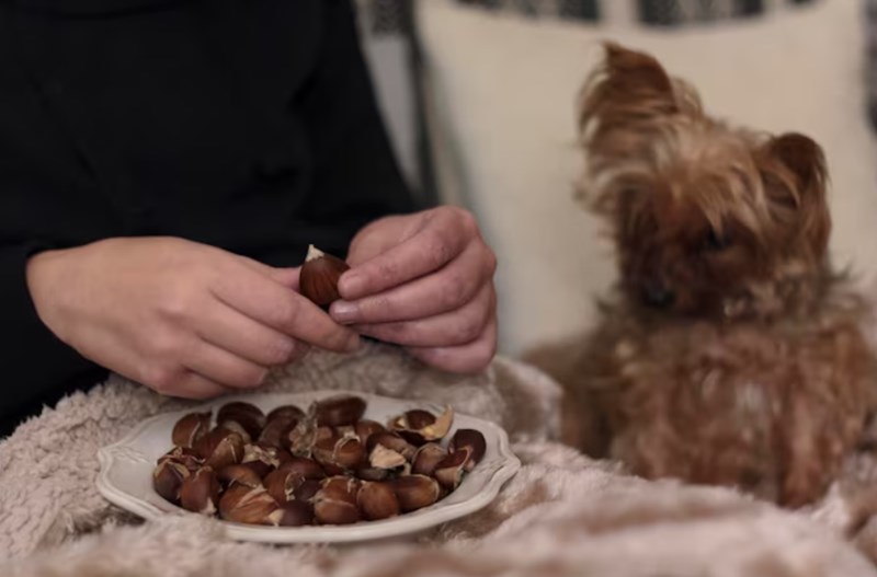 강아지 삶은 밤, 강아지를 위한 건강한 간식 8 강아지 삶은 밤, 강아지를 위한 건강한 간식 7