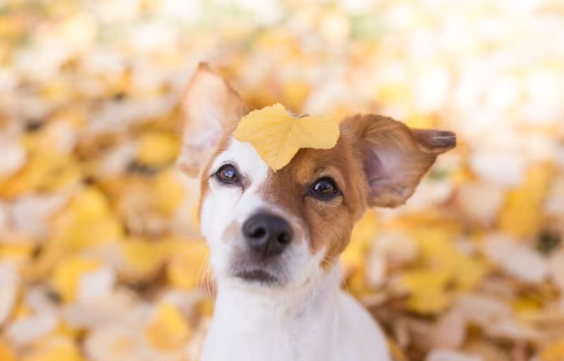 강아지 삶은 밤, 강아지를 위한 건강한 간식 12 강아지 삶은 밤, 강아지를 위한 건강한 간식 11