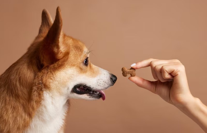 강아지 견과류 먹어도 되나요? 123