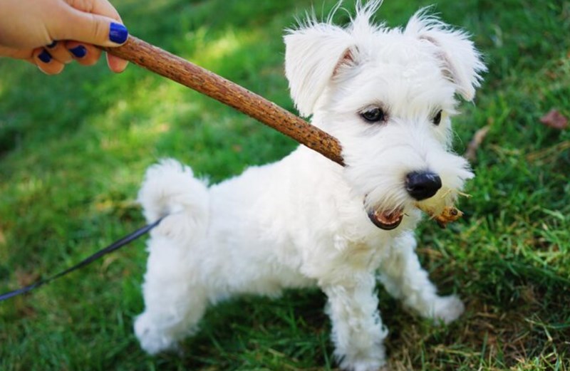 강아지 파 먹어도 되나요? 강아지가 파를 먹었을 때의 증상과 응급 처치 방법 8 강아지 파 먹어도 되나요? 강아지가 파를 먹었을 때의 증상과 응급 처치 방법 7