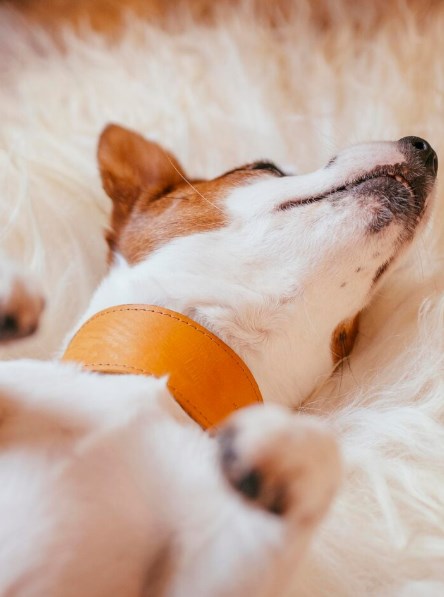 강아지 계란 먹어도 되나요? (+ 계란 알레르기 주의) 71