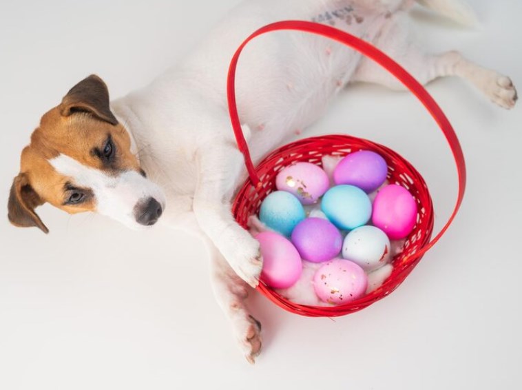 강아지 계란 먹어도 되나요? (+ 계란 알레르기 주의) 65