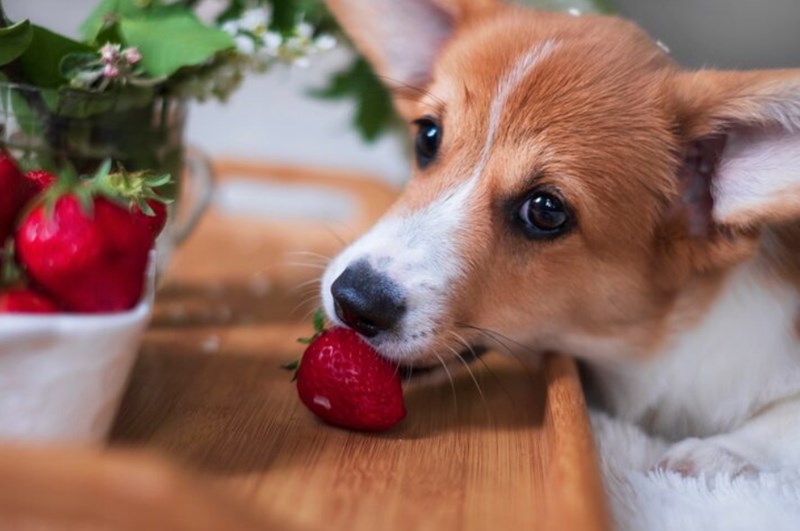 강아지 딸기 먹어도 되나요? 51