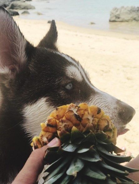 강아지 파인애플 먹어도 되나요? (+ 주의사항) 39