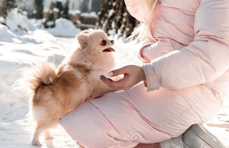 겨울의 맛, 군밤! 강아지와 나눠 먹을 수 있을까? 12 겨울의 맛, 군밤! 강아지와 나눠 먹을 수 있을까? 11