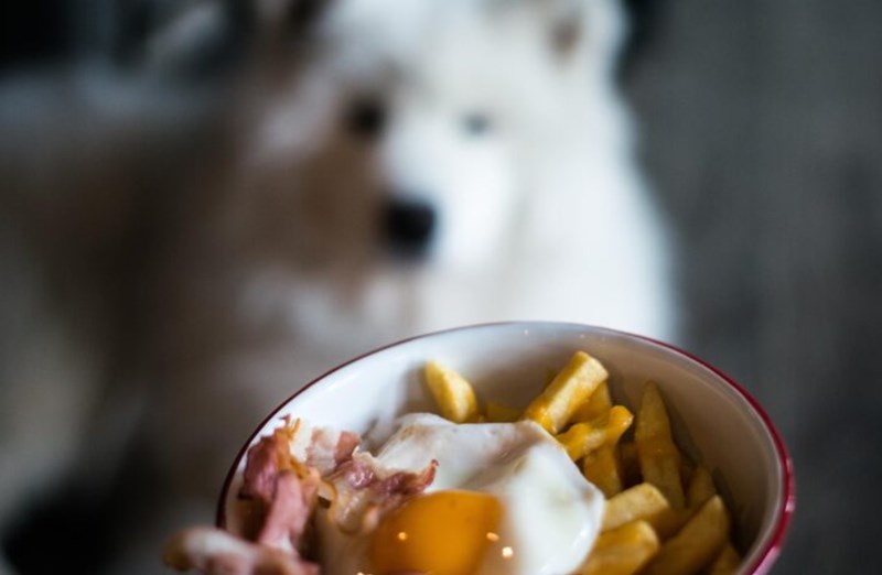강아지 감자 급여하는 방법과 주의사항 1