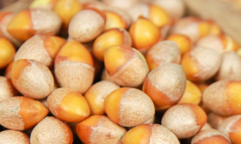 민간요법으로 기침과 가래 극복하기 241