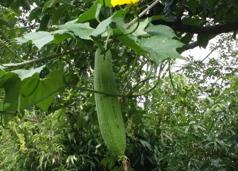 폐렴 예방을 위한 음식 5가지(+ 면역력을 높이고 호흡기 건강 챙기기) 16 폐렴 예방을 위한 음식 5가지(+ 면역력을 높이고 호흡기 건강 챙기기) 15