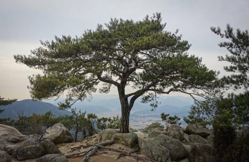 갑목(甲木)의 특징 및 특성 11 갑목(甲木)의 특징 및 특성 10