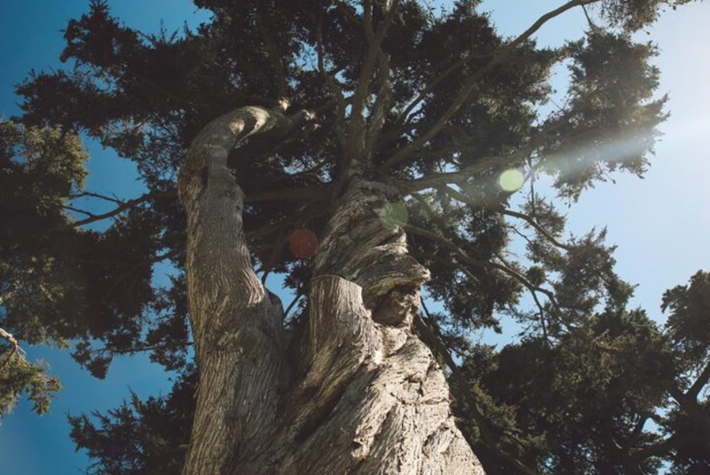 갑목(甲木)의 특징 및 특성 9 갑목(甲木)의 특징 및 특성 8