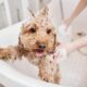 강아지 목욕의 비밀 – 주기, 이유, 주의사항 37
