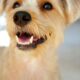 강아지 이빨 썩는 원인 및 예방법 25