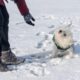 겨울철 강아지 산책 시 주의해야 할 염화칼슘의 위험성 25