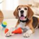 강아지 분리불안 해소를 위한 장난감 추천 리스트 13