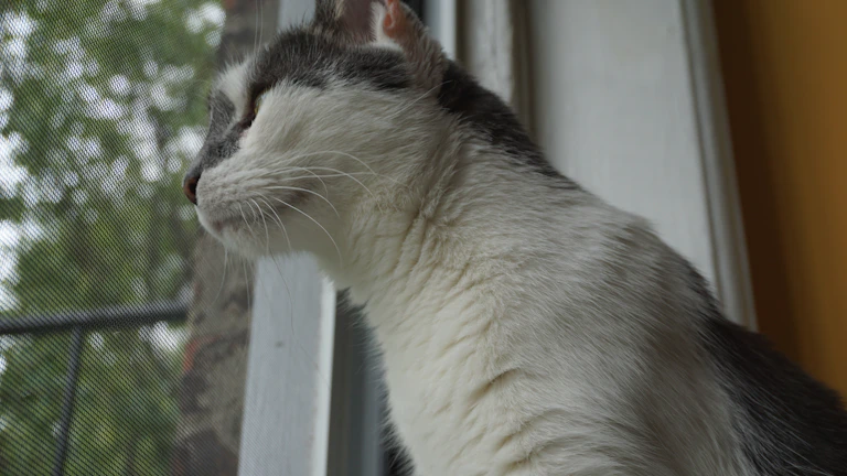 2026년 펫보험 비교, 반려묘/반려견 종류별 최적 보장 설계 완벽 가이드 8 창밖을 바라보는 귀여운 고양이