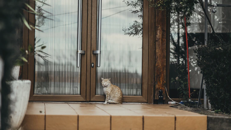 펫보험 가입 시 이것만은 꼭 확인해야 하는 꿀팁 모음(2026년) 7 보험 증권을 들고 있는 귀여운 강아지와 고양이