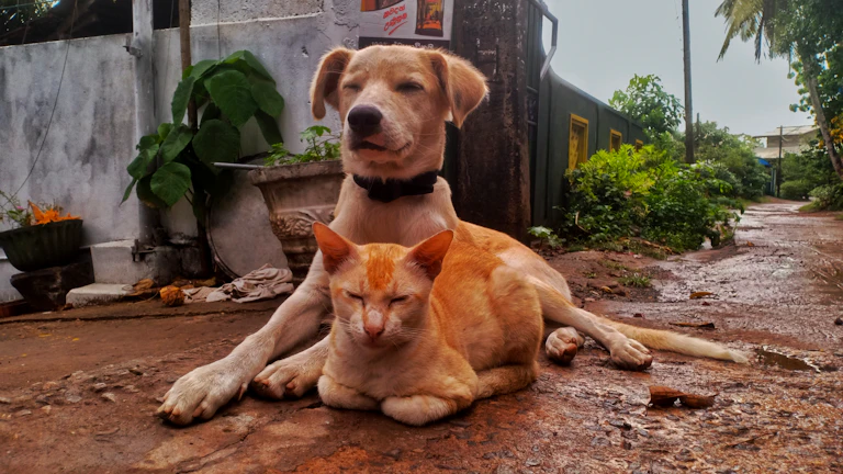 2026년 펫보험, 후회 없는 선택을 위한 3가지 핵심 체크리스트 8 치료받고 있는 강아지와 고양이