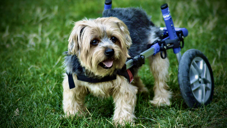 전동 휠체어 사고 일상생활배상책임보험 보상 불가? 별도 보험 가입 요령 1