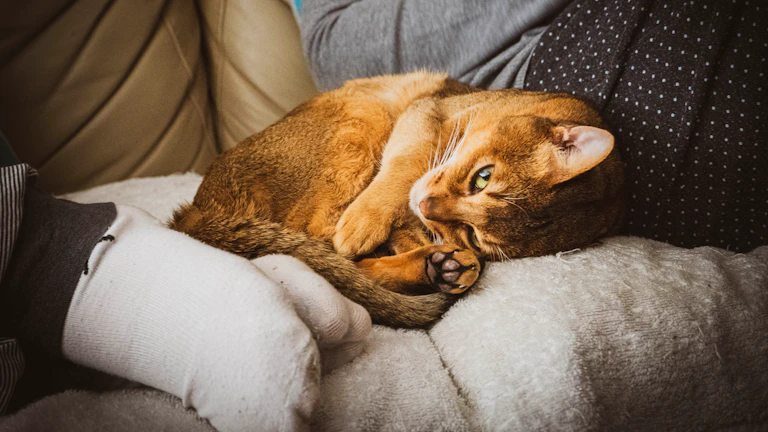 수의사가 펫보험을 설명하는 모습