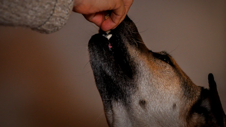 펫보험 가입 시 이것만은 꼭 확인해야 하는 꿀팁 모음(2026년) 8 수의사가 강아지를 진찰하고 있는 모습