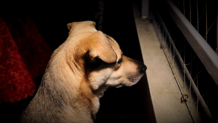 강아지 펫보험 단점 비교 및 수술비 폭탄 막는 2026년 가입 조건 1